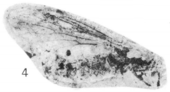 Plecia tulameenensis Plecia tulameenensis paratype Rice 1959 pl2 fig4.png