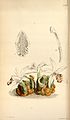 Pleione maculata (as syn. Coelogyne maculata) plate 4691 in: Curtis's Bot. Magazine (Orchidaceae), vol. 79, (1853)