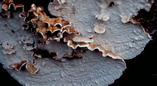 <i>Plicatura</i> Genus of fungi
