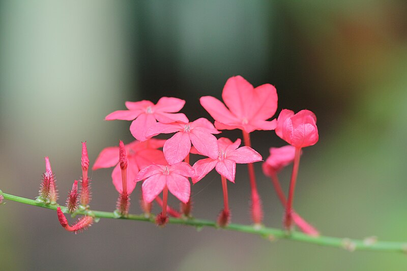 File:Plumbago indica, fresh blossoms.jpg