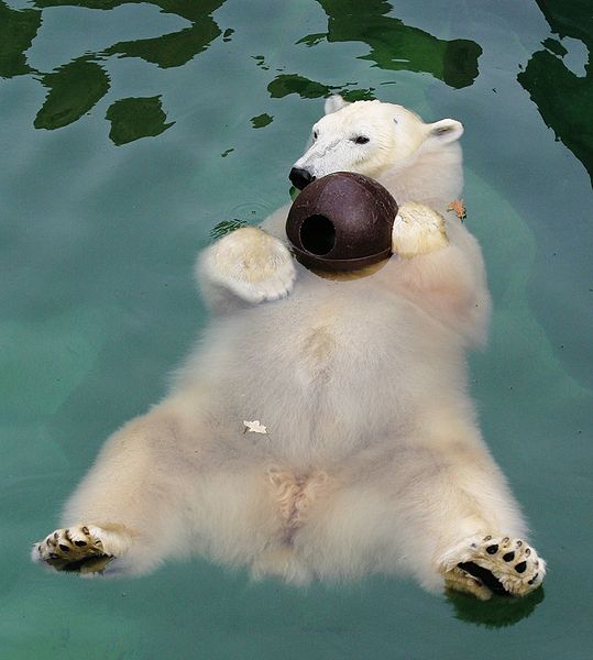 صورة:Polar Bear floating.jpg