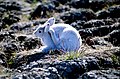Arctic Hare, Ellesmere Island.