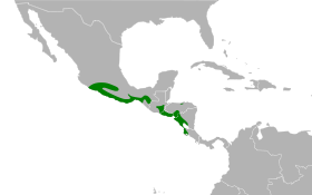 Distribución geográfica de la perlita cejiblanca.