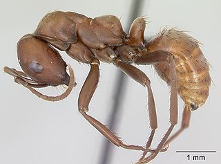 <i>Polyergus rufescens</i> Species of ant