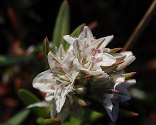 <i>Polygonum paronychia</i> Species of flowering plant