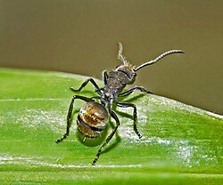 Polyrhachis aurea 1.jpg