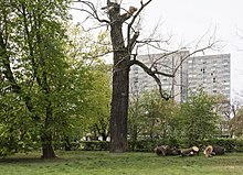 Pomnik przyrody topola biała Ogród Saski 2020.jpg