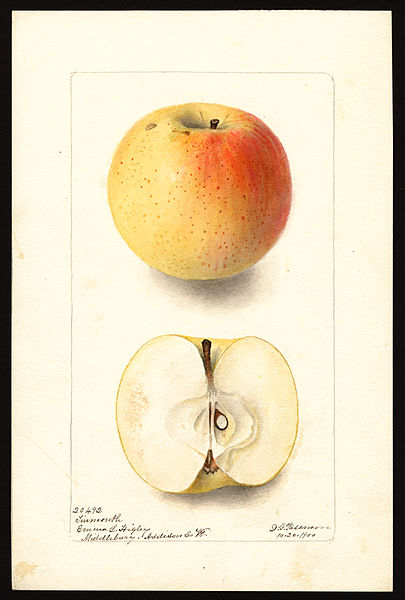 File:Pomological Watercolor POM00003874.jpg