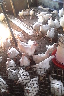 poultry farming - wikipedia