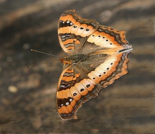 <i>Precis ceryne</i> Species of butterfly