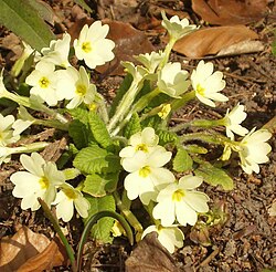 Kääpiöesikko Primula vulgaris