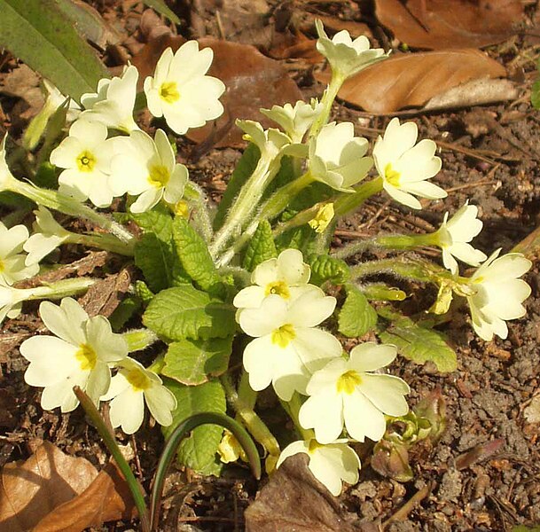 File:Primula vulgaris.jpg