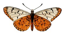 ProceedingsZSL1880Plate19, ara. 5, Acraea chilo, ♀dan lain-lain.jpg