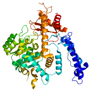 <span class="mw-page-title-main">GAD2</span> Protein-coding gene in the species Homo sapiens