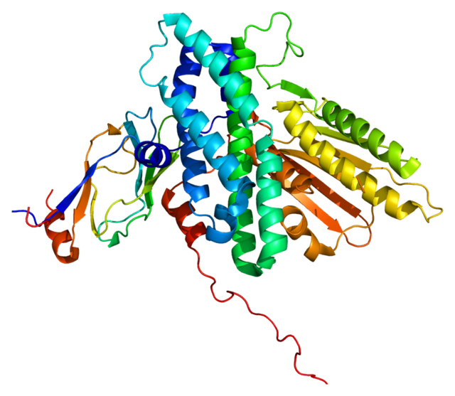 Image illustrative de l’article Pyruvate déshydrogénase kinase