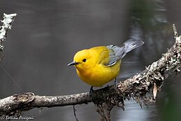 Prothonotary Warbler Fall Out 2 Sabine Woods TX 2018-04-09 14-03-57 (40614586155).jpg