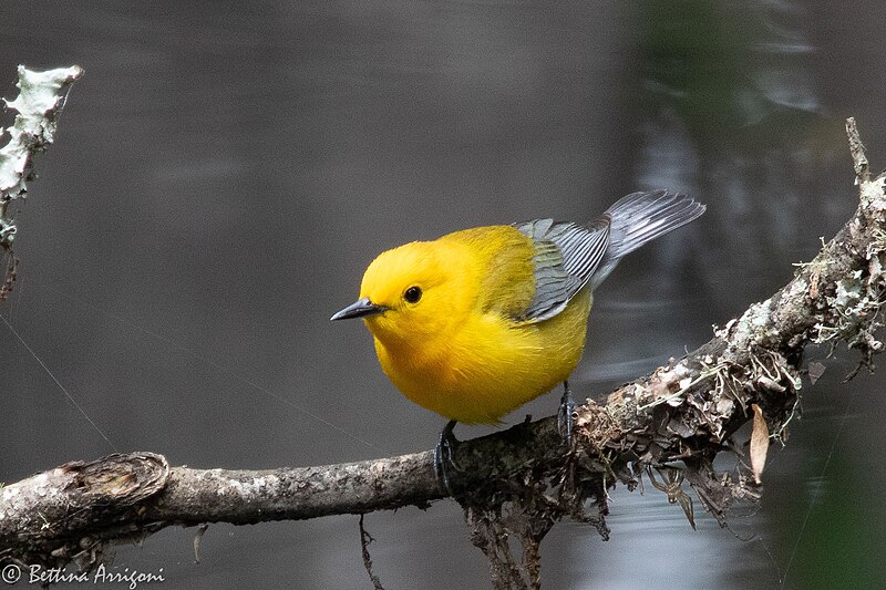 File:Prothonotary Warbler Fall Out 2 Sabine Woods TX 2018-04-09 14-03-57 (40614586155).jpg