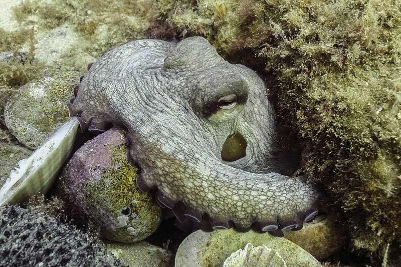 File:Pulpo común (Octopus vulgaris), Parque natural de la Arrábida, Portugal, 2020-07-31, DD 109.jpg