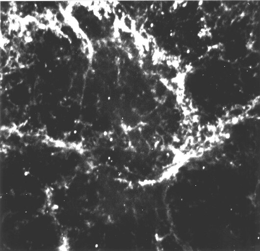 File:Pulsar in the Crab Nebula (eso9532a).tiff