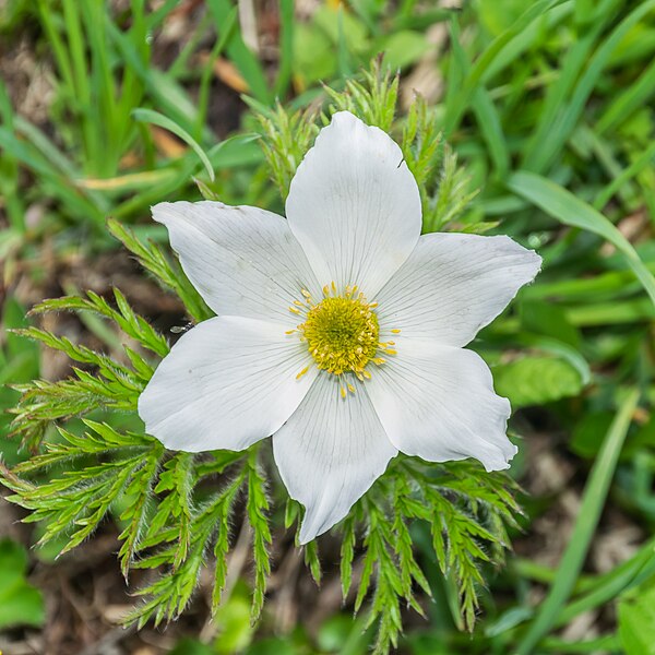 File:Pulsatilla alpina in Avoriaz (2).jpg