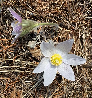 <i>Pulsatilla nuttalliana</i> Species of flowering plant