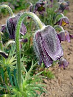 Pulsatilla pratensis ssp. nigricans 002.JPG