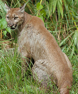 puma concolor coryi