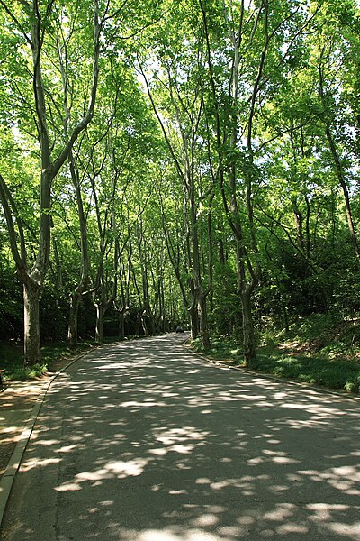 File:PurpleMountain Road.JPG