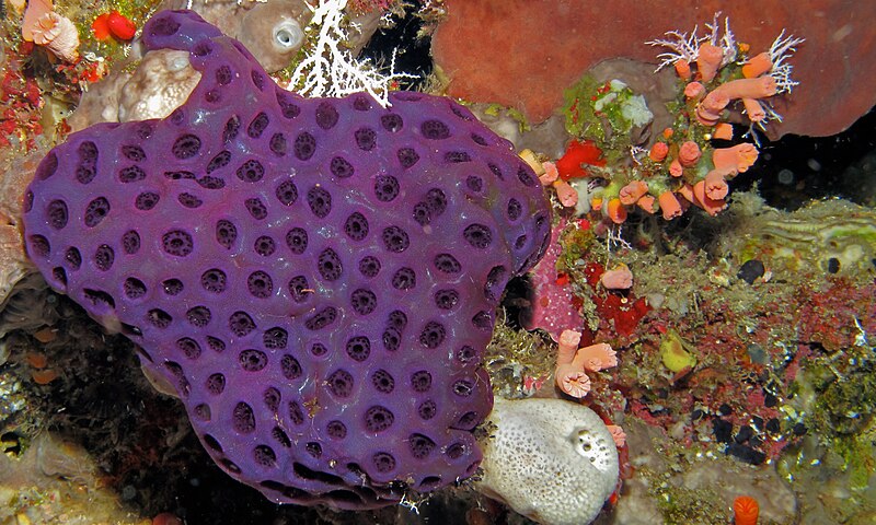 File:Purple Ascidian (Eudistoma reginum) (8478477354).jpg