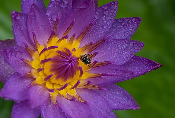 Purple water lily with fly.jpg