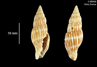 <i>Pusia vicmanoui</i> Species of gastropod