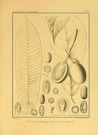 <i>Pycnanthus angolensis</i> Species of tree