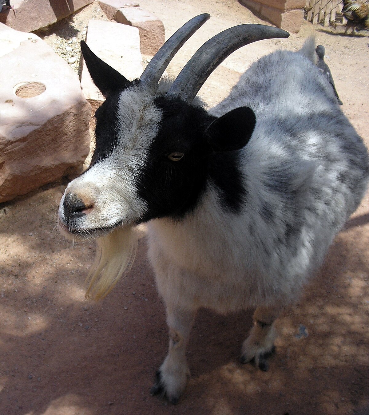 can pygmy goats live with dogs