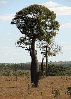 Queensland Bottle Tree 2.jpg