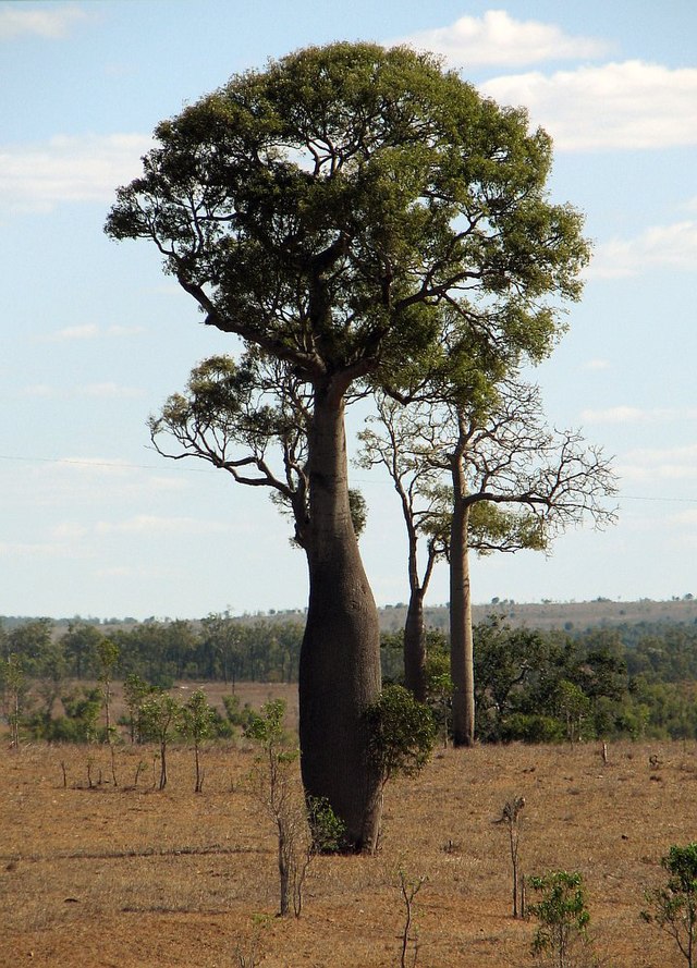 Queensland Bottle Tree Brachychiton rupetris 10 Seeds