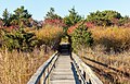 "Quogue_Village_Wetlands_Preserve_boardwalk_(92722p).jpg" by User:Rhododendrites