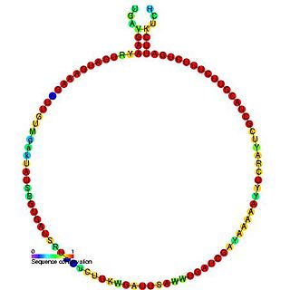 Small nucleolar RNA R32/R81/Z41 Non-coding RNA molecule which functions in the modification of other small nuclear RNAs