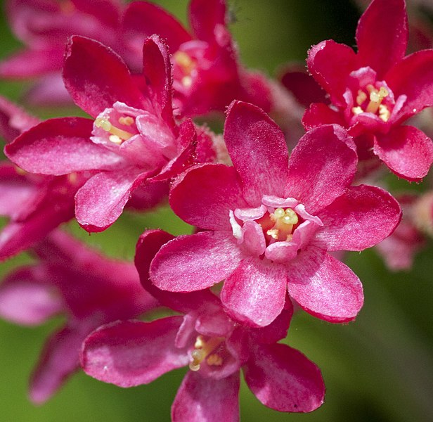 File:Red Currant (4548093246).jpg