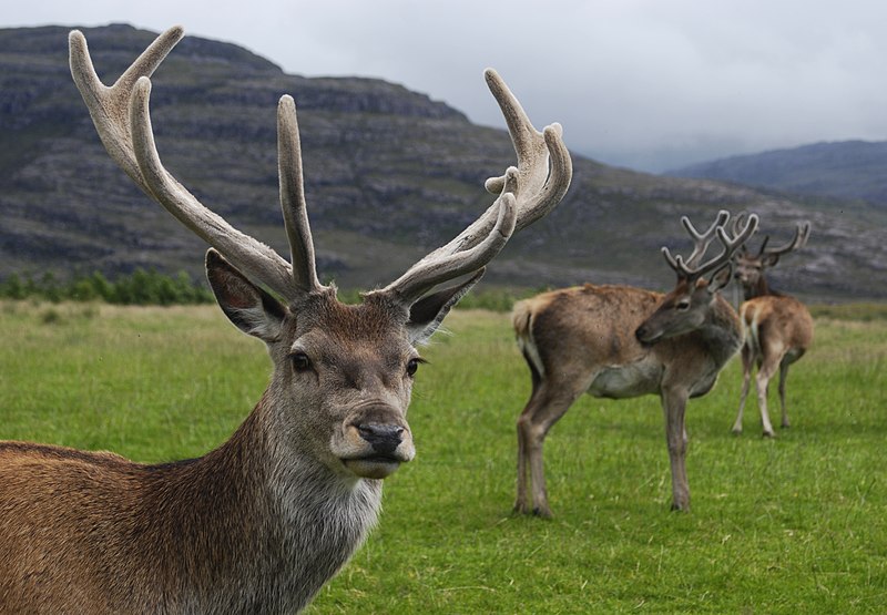 File:Red deer stag.jpg