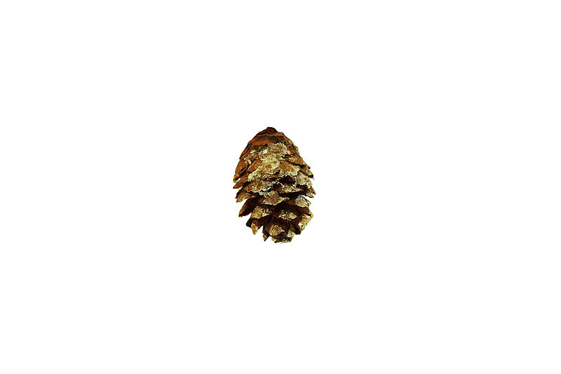 File:Red spruce cone from Pisgah National Forest 57 (22715407115).jpg