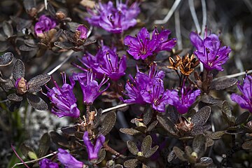 Rhododendron lapponicum