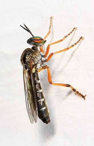 In Woodbridge, Virginia Robber Fly - Taracticus octopunctatus, Woodbridge, Virginia.jpg