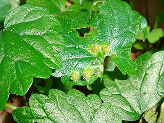 <i>Rondaniola bursaria</i> Species of fly