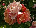 Rose 'Marie Curie'