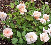 Rosa 'Perle d'Or' .jpg