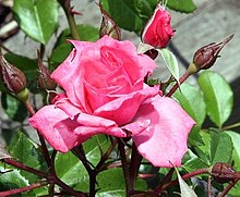 Rosa Bewitched 5zz (cropped).jpg