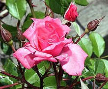 Rosa Disihir 5zz (dipotong).jpg