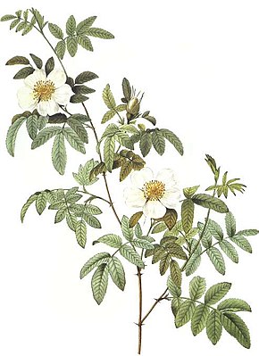Descrizione dell'immagine Rosa clinophylla.jpg.