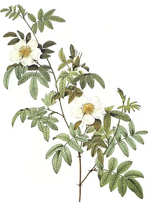 Beschrijving van de afbeelding Rosa clinophylla.jpg.