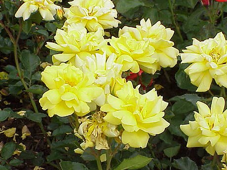 Floribunda (rose)